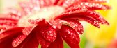 Fresh water drops on a beautiful red flowers