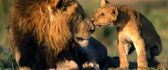 Lovely wild animals - sweet kiss from baby lion