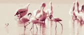 Wonderful Flamingoes - pink bird with big legs