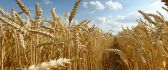 Path through the wheat field - golden plant