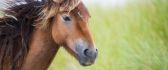 Beautiful brown horse in wind - HD free wallpaper