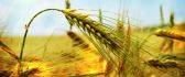 Golden ear of wheat - macro HD wallpaper