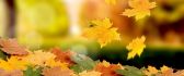 Flying leaves - autumn carpet