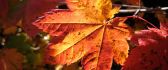 Beautiful cooper colored leaf in the autumn sunlight