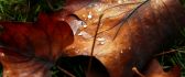 Water drops on the autumn leaves - HD wallpaper