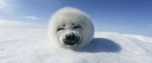Little white seal - fluffy sweet animal