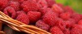 Fresh raspberries - HD Macro wallpaper