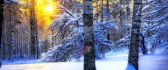 Sun through the snowy trees - HD wallpaper