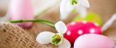 Little snowdrop and colored Easter eggs - Happy Holiday