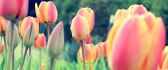 Garden with tulips - spring perfume in the nature