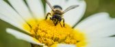 Bee on a flower macro HD wallpaper