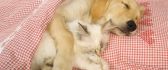 Cute cat and dog sleep embrace in the pink bed