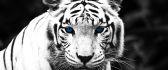 White and black tiger with blue eyes