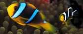 Beautiful colored fishes swimming in the aquarium