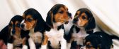 Sweet little puppies - Dogs wallpaper