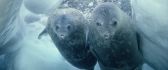 Two sea lions in the ice water - Antarctica wallpaper