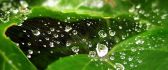 Water drops on spider web over the green leaves