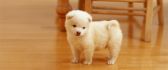 Lovely white puppy on floor - Sweet dog