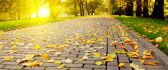 Autumn leaves on the path in the park - HD wallpaper