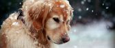 Sweet dog in the snow - HD winter wallpaper
