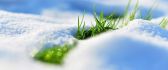 The green grass growing under the snow - spring time