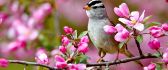 Bird on a blossom branch - spring season