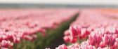 Field full with red and pink tulips - HD wallpaper