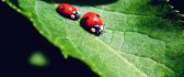 Two ladybugs run on a big green leaf
