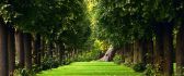 Green path in the middle of the forest - HD wallpaper