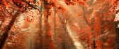 Wonderful road through the red forest - Autumn season
