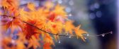 Autumn branch of tree in a cold morning - HD wallpaper