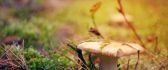 Beautiful mushroom in the nature - Autumn vegetable