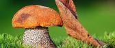 Big mushroom and an Autumn leaf - HD wallpaper