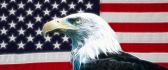 Eagle and USA flag - Wonderful wild bird