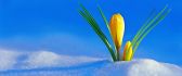 Wonderful yellow flower grows from the snow - HD wallpaper