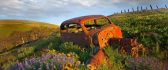 Old and rusty car in the middle of field with flowers