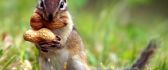 Funny little squirrel with almonds - HD animal wallpaper