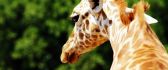 Wonderful neck of giraffe - HD wild animal wallpaper