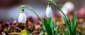 Big water drops on the beautiful snowdrops - Welcome Spring