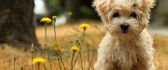 Yellow dandelion and browny little dog - HD animal wallpaper