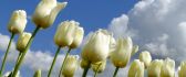 Garden full with white tulips - Wonderful flowers
