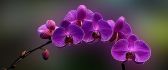 Amazing purple Orchid flower - HD wallpaper
