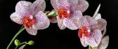 Wonderful Orchid flower white with purple and pink dots