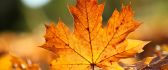 Wonderful Autumn leaf - Macro HD wallpaper