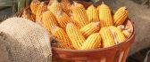 Basket full with golden corn - HD nature wallpaper
