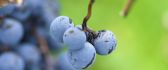 Macro wallpaper with Autumn fruits - Delicious grapes