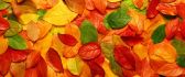 Autumn carpet made from colorful leaves - HD wallpaper
