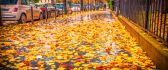 Autumn carpet made from leaves  - Rainy day