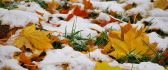 Autumn leaves on the ground - Snow over grass