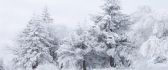 Winter white season in the forest - HD wallpaper